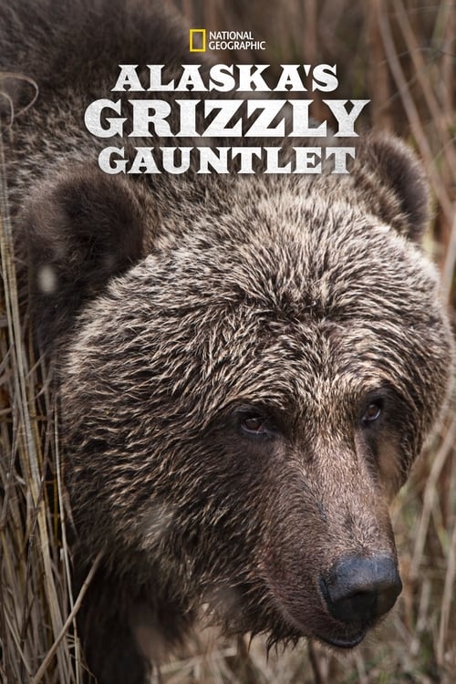 Alaska’s Grizzly Gauntlet : 1.Sezon 2.Bölüm