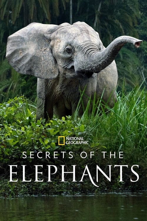 Secrets of the Elephants : 1.Sezon 4.Bölüm