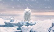 Polar Bear (2022)