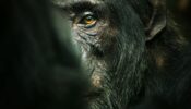 Chimp Empire izle