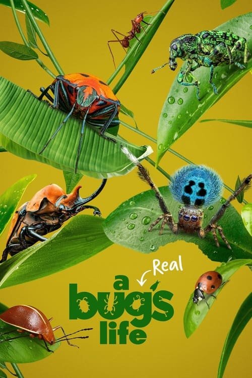 A Real Bug’s Life : 2.Sezon 2.Bölüm